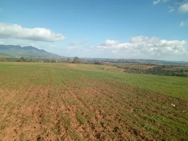 Vente Terrain Agricole Tipaza - 2