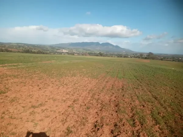 Vente Terrain Agricole Tipaza - 3