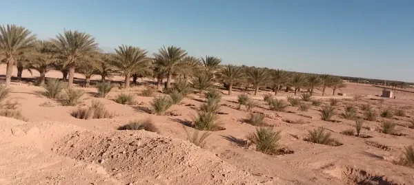 بيع أرض فلاحية بسكرة لواء - 3