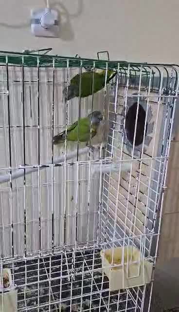 للبيع زوج يويو منتج - 1