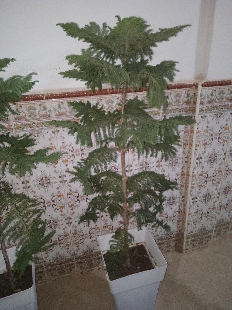 pelant arbre - 2