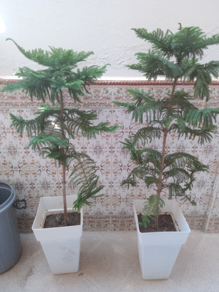 pelant arbre - 1