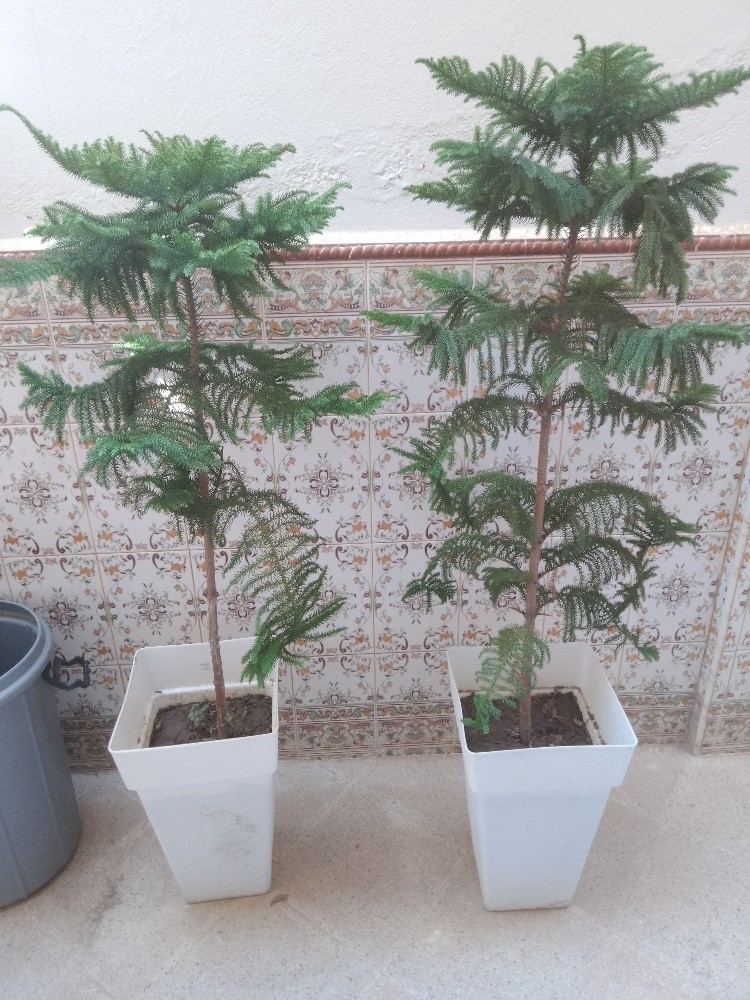 pelant arbre - 3