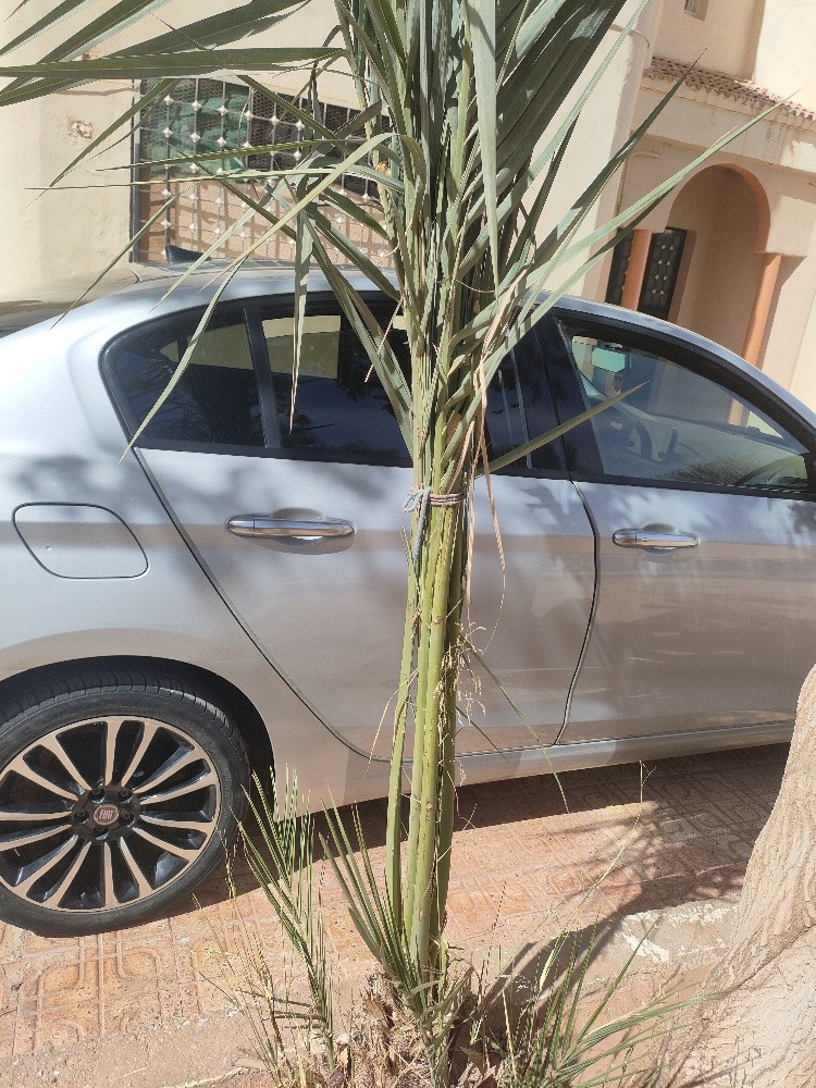 Fiat Tipo - 6