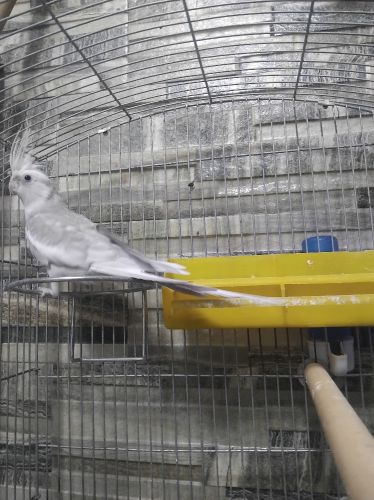 oiseau calopsitte avec cage