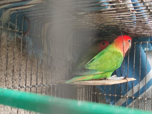 couple des oiseaux 