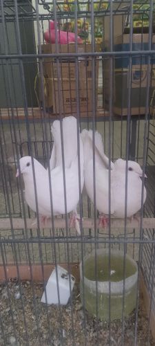 pigeon race français