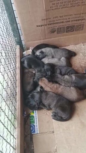 les chiens