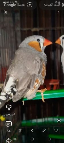 بينغالي