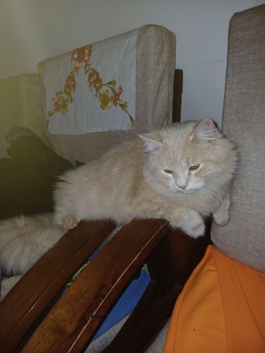cat avendre
