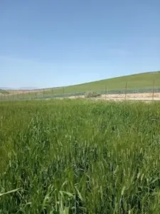 بيع أرض فلاحية