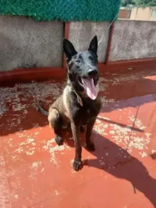 MALINOIS