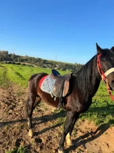 Cheval