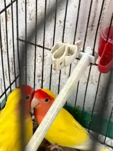 Les Oiseaux Couple Inséparables