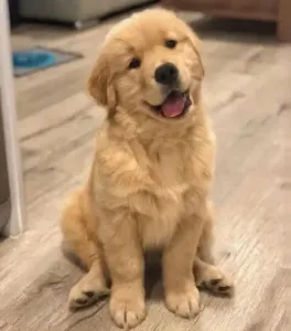 Golden Retriever