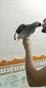 ببغاء قابوني