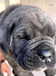 Cane Corso