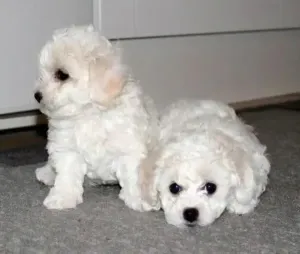 Caniche