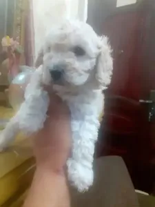 Caniche