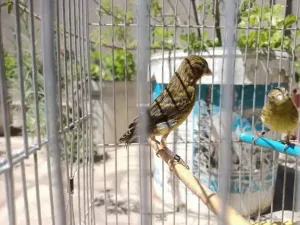 Jeune Canari Raza