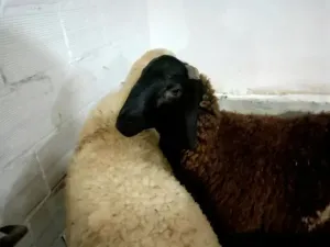 Mouton A Vendre