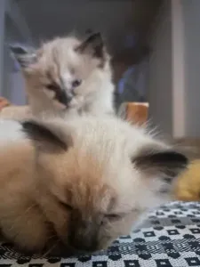 Chaton Croisè Ragdol