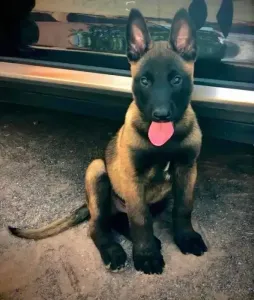 Chien A Vendre
