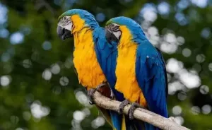 Perroquet Ara Ararauna Bleue