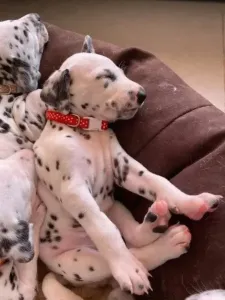 Dalmatien