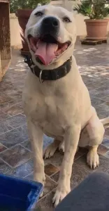 Chein Dogue Argentin