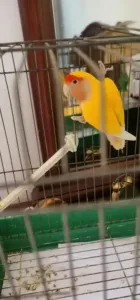 Oiseau Inseparable