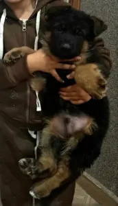 Un Très Beau Chiot Mâle Âgé