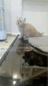 Chaton Persan