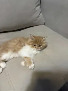 Chat Persan - Pure Race ( Male )