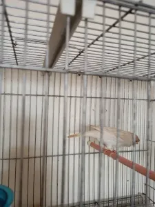 Canari Satiné Blanc Resisif