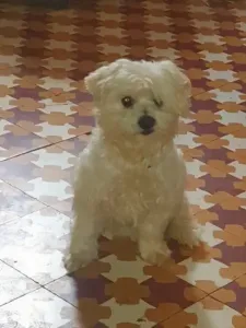 Bichon Nain Pure Race