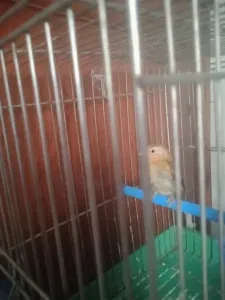 Hybride Chardonneret Canari