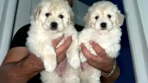 Bichon Maltais Nain Pure Race
