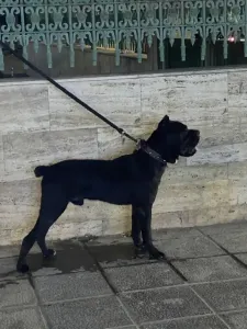 Cane Corso