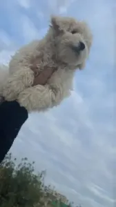 Caniche Bichon Maltais Naina Pure