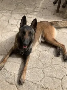 Chien Malinois Charboner