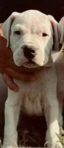 Chiot Dog Argontino