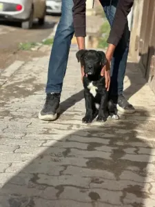 Cane Corso