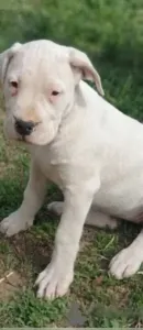 Chiot Dog Argontino