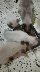 Chatons Siamois Pure Race