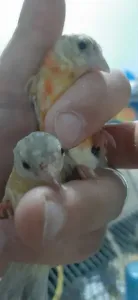 Couple Tarin Venezuela DD Adulte