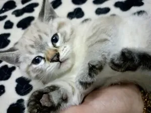 Un Chat Ragdoll Croisé Avec Scott