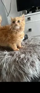 Chat Persan