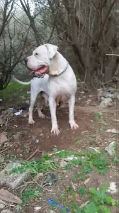 Femelle Dog Argontino