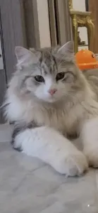 Chat Norvégien (Skogkatt )